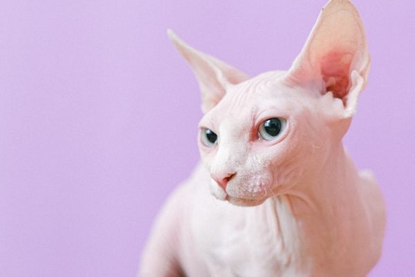 How To Take Care Of A Sphynx Cat in 4 Easy Ways