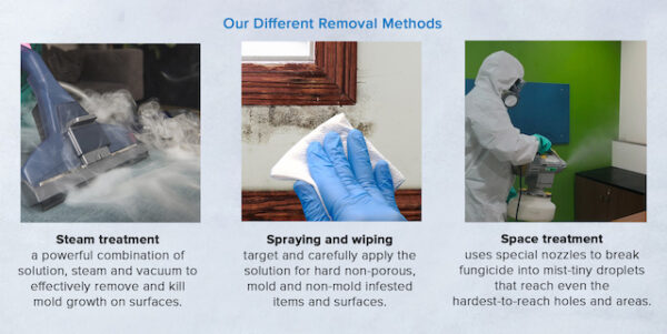 The Importance of Mold Remediation To Your Home And Office