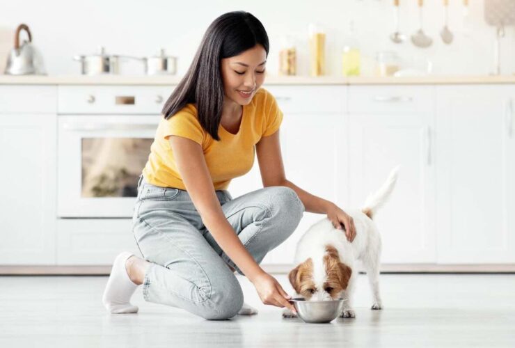 Pet food transparency and nutrition for dogs and pet parents